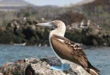 Excursion to Tortuga Beach and Bay Tour